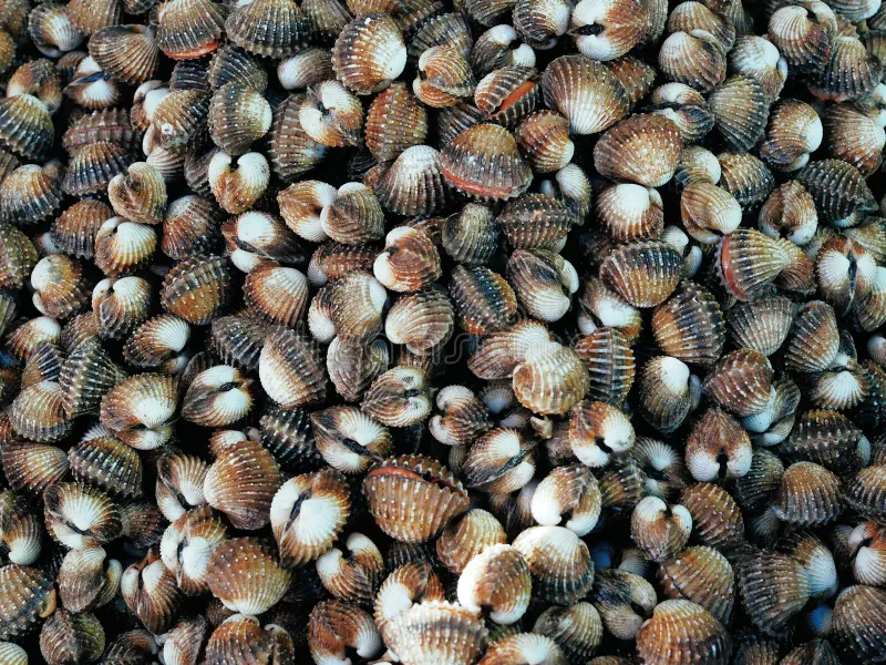Marisco