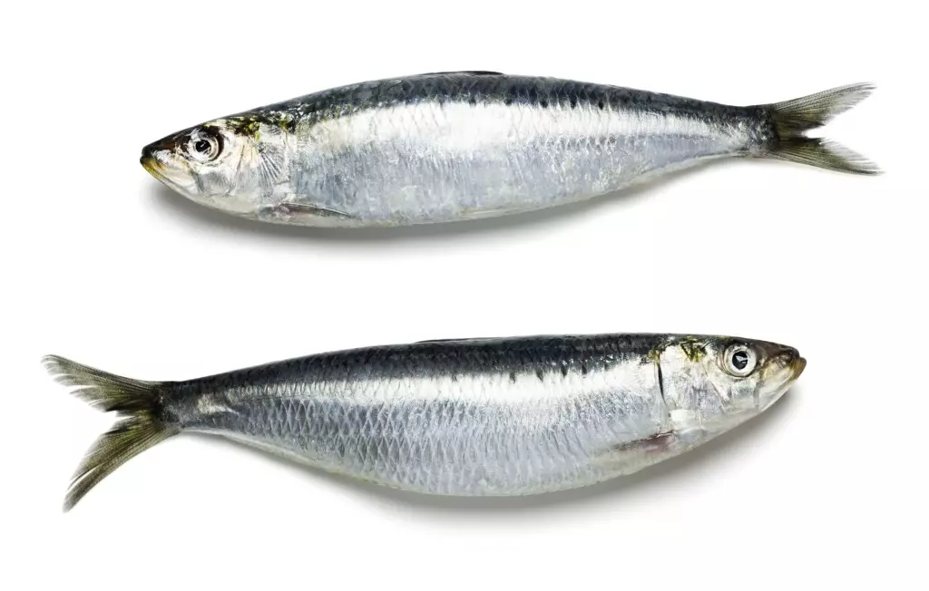 Sardinha