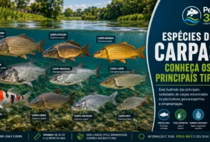 Espécies de Carpas: Conheça os Principais Tipos e Suas Características