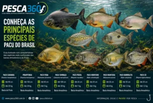 Guia das Espécies de Pacu: Diversidade, Tamanho e Peso na América do Sul