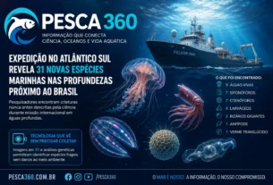 Expedição internacional revela 31 novas espécies marinhas nas profundezas do Atlântico Sul próximo ao Brasil