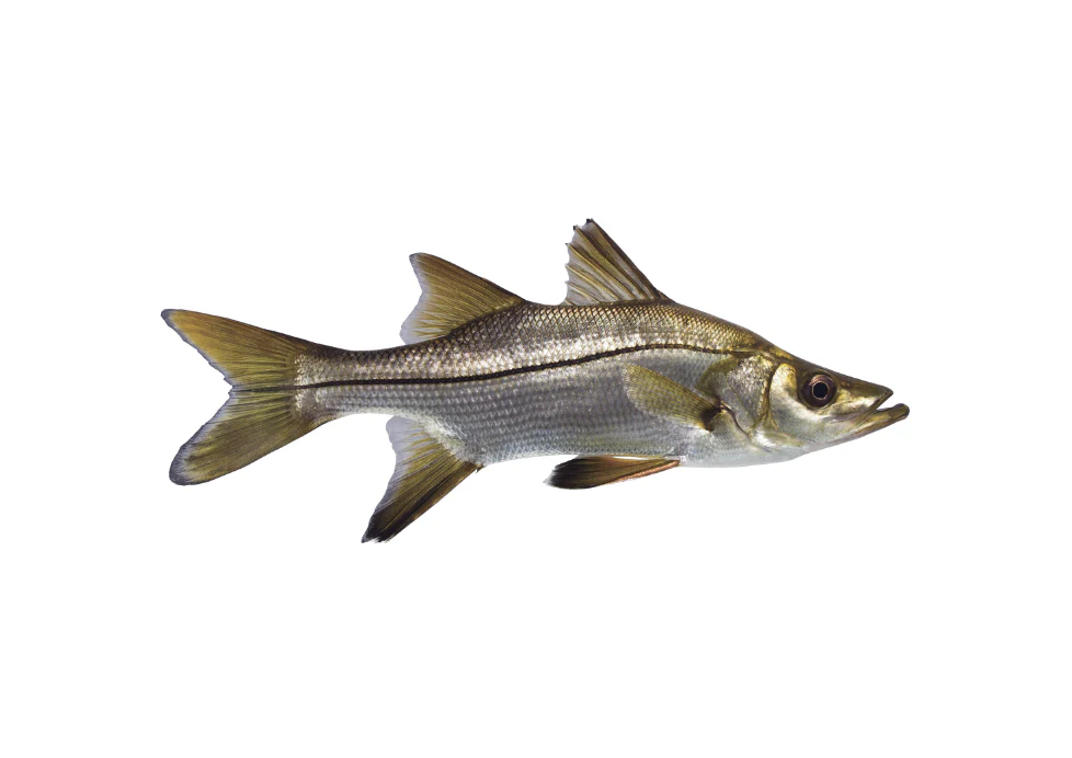 Robalo — Guia Completo